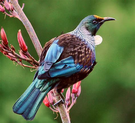 Capturing the Elegance of Tui Birds Perched on Jacaranda Branches